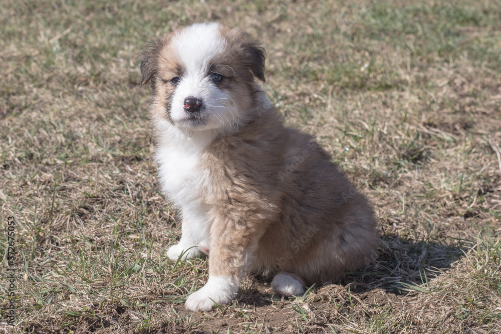 australian shepherd dog australian shepherd dog