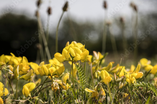  Lotus corniculatus   yellow small flower in the lawn photo