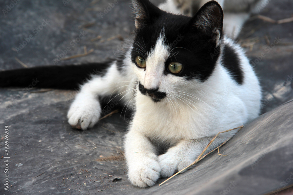 cute in the garden furry cat