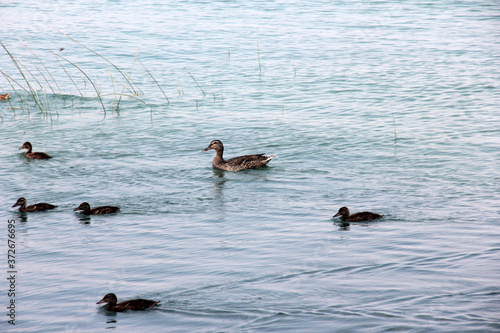 cute ducks swimming in the lake