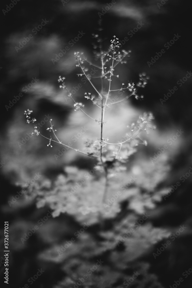 Abstract monochrome texture of nature, natural background from plants Abstract monochrome texture of nature, natural background from plants