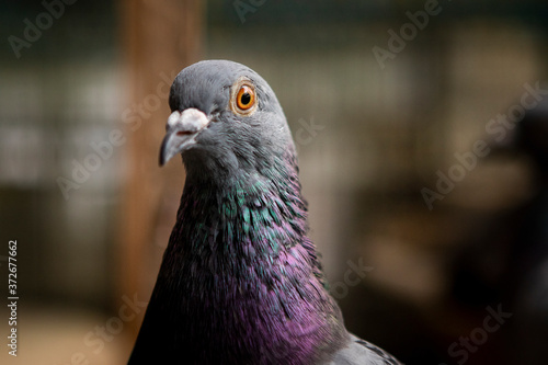 close up head of homing pigeon bird