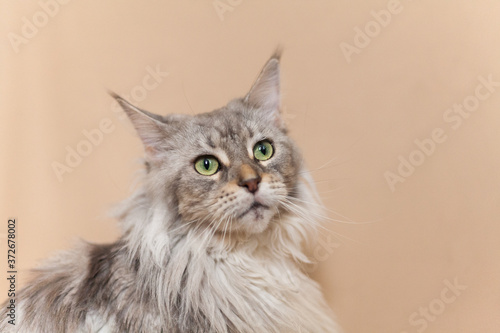 Portrait of an beautiful maine coon cat with green eyes © Sabriel Smut