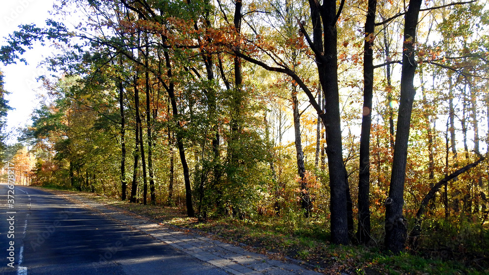 autumn leaves of deciduous trees painted in different colors in the Podlasie region in Poland 2019