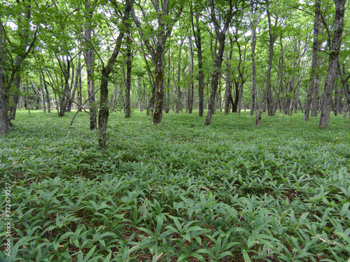 クマザサの生い茂る森