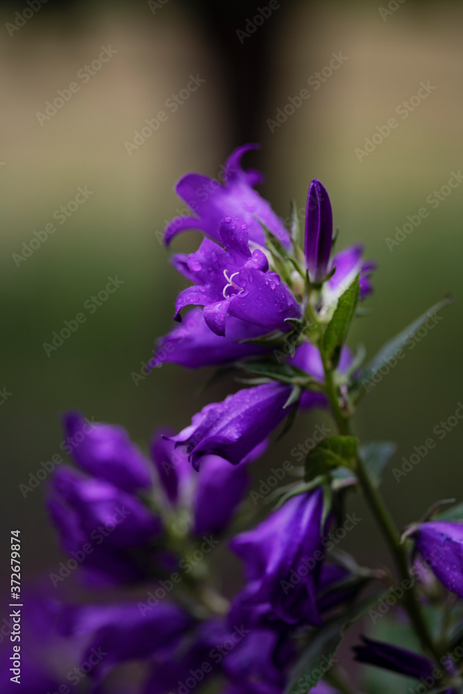 Bright blue bell flower on dark green background Bright blue bell flower on dark green background