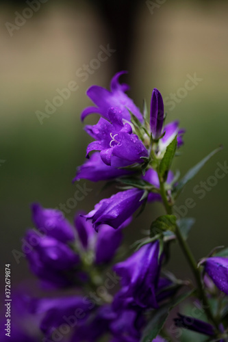Bright blue bell flower on dark green background