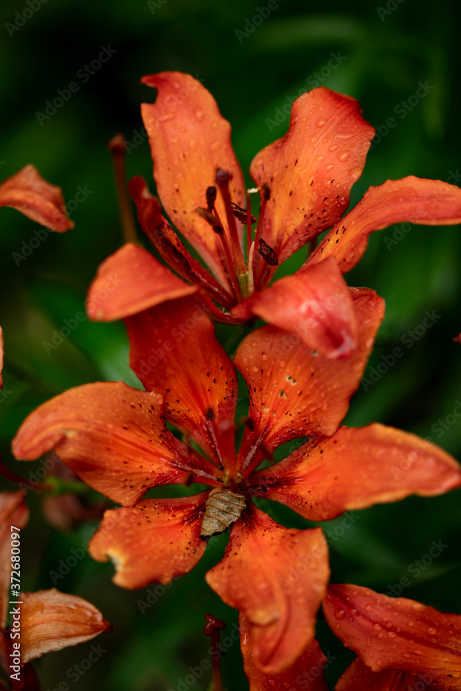 Orange lily flower on dark green background Orange lily flower on dark green background
