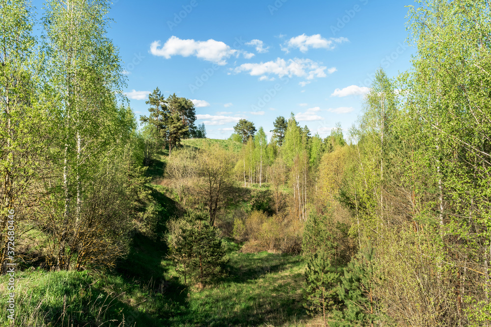 Hills and lowlands of European nature. Dense thickets of trees and bushes. Wildlife forest landscape on summer sunny day