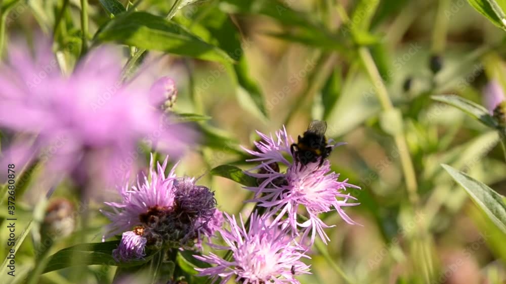 Bumblebee collecting pollen. bombus sitting on the purple flower Bumblebee collecting pollen. bombus sitting on the purple flower