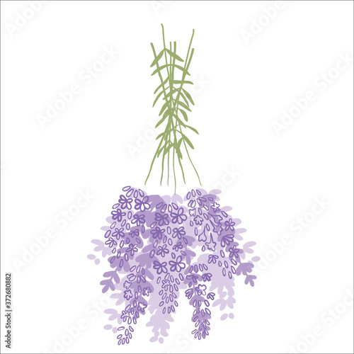 Fresh cut fragrant lavender plant flowers bunch and single, realistic icons set isolated vector illustration