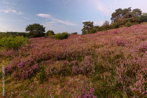 A sunrise at the National park Brunssumerheide in het Netherlands, which is in a warm purple bloom during the month of August.