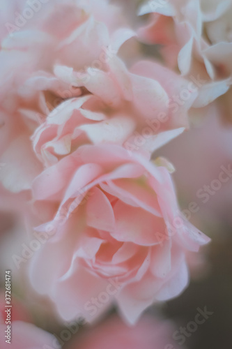 pink roses in a garden. close up of a pink rose. wedding rose