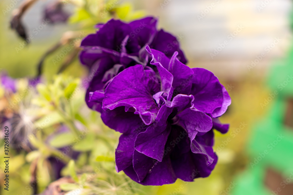 Flowers of purple petunia perennial flower growing in the garden summer time Flowers of purple petunia perennial flower growing in the garden summer time