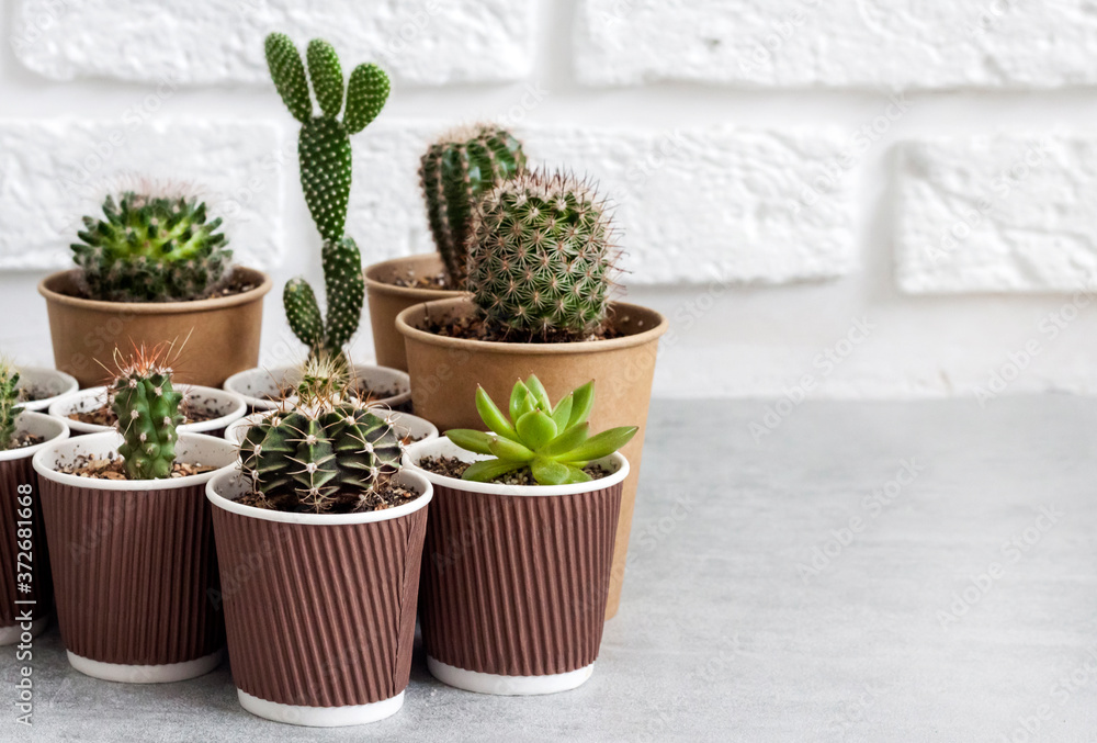 Cactus and succulent plants collection in paper cups. Home garden Cactus and succulent plants collection in paper cups. Home garden