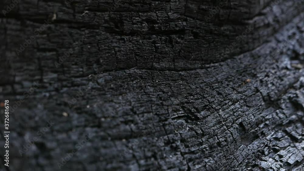 Burnt tree texture shoot after fire in a wood Burnt tree texture shoot after fire in a wood