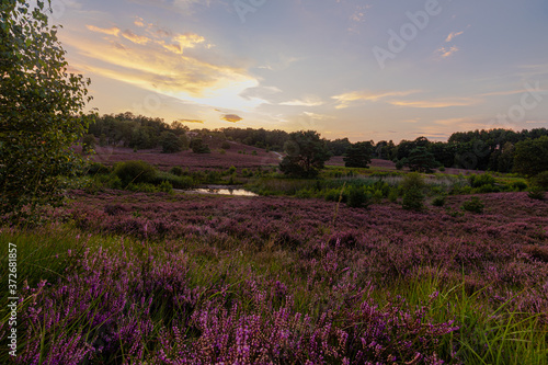 A sunrise at the National park Brunssumerheide in het Netherlands, which is in a warm purple bloom during the month of August.