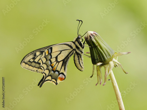 Wonderful butterfly Papilio machaon   on a dandelion flower on a summer day