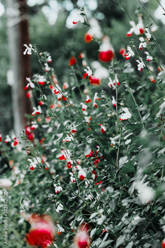 beautiful flora in a flower bed in the spring time 