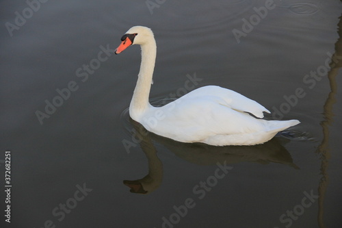 Fototapeta Naklejka Na Ścianę i Meble -  white swan swimming in the lake