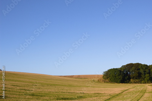 A grassy field with a small copse in the corner near Wold Newton in the Lincolnshire Wolds. © John Messingham