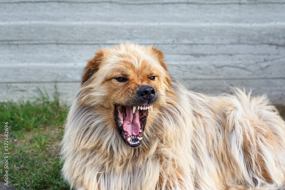 Angry chow chow cheap