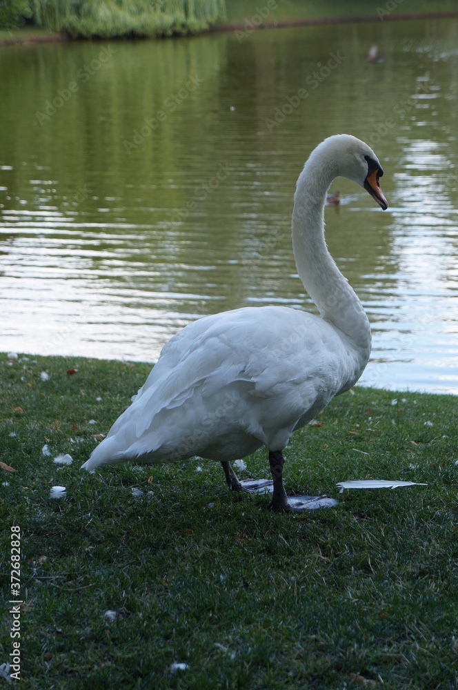 swan swan