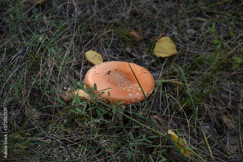 mushroom in the grass © Елена Старовойтова