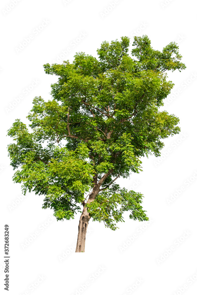 Fototapeta premium Isolated tropical big tree on white background with clipping path. Suitable for use in advertising and architecture design.