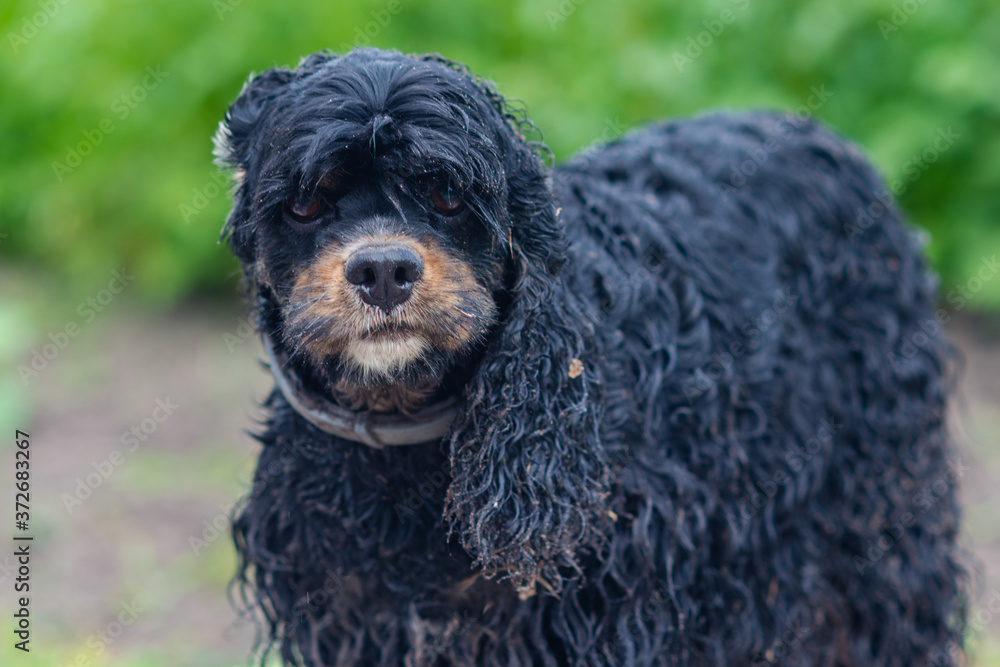 The wet and sandy black spaniel dog in countryside. The wet and sandy black spaniel dog in countryside.