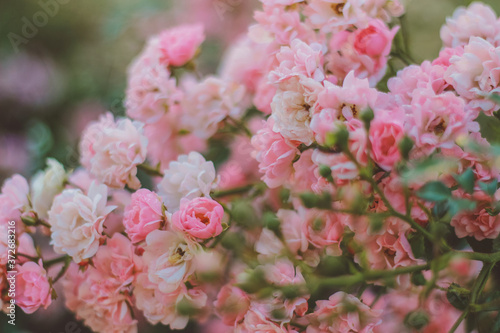 pink flowers in the garden. Tea rose