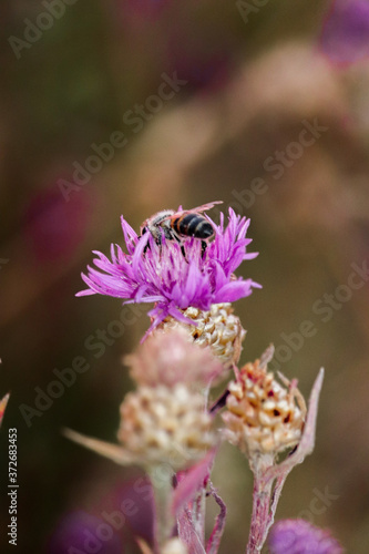 bee on flower