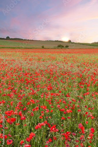 Stunning poppy fields at sunrise with pink skies