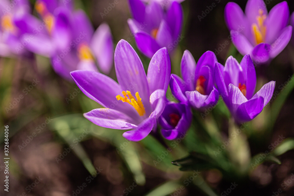 Krokus lila Pflanze Makro Krokus lila Pflanze Makro