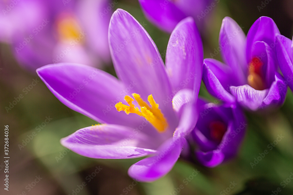 Krokus lila Pflanze Makro Krokus lila Pflanze Makro