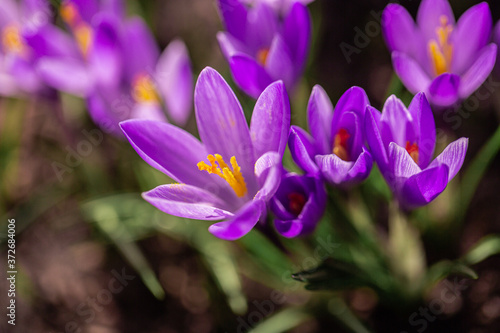 Krokus lila Pflanze Makro