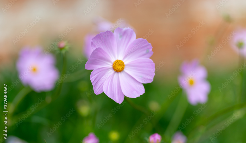 Close up of cosmeas on blurry background. Beautiful decorative flowers with bright buds. Concept of nature background. Close up of cosmeas on blurry background. Beautiful decorative flowers with bright buds. Concept of nature background.