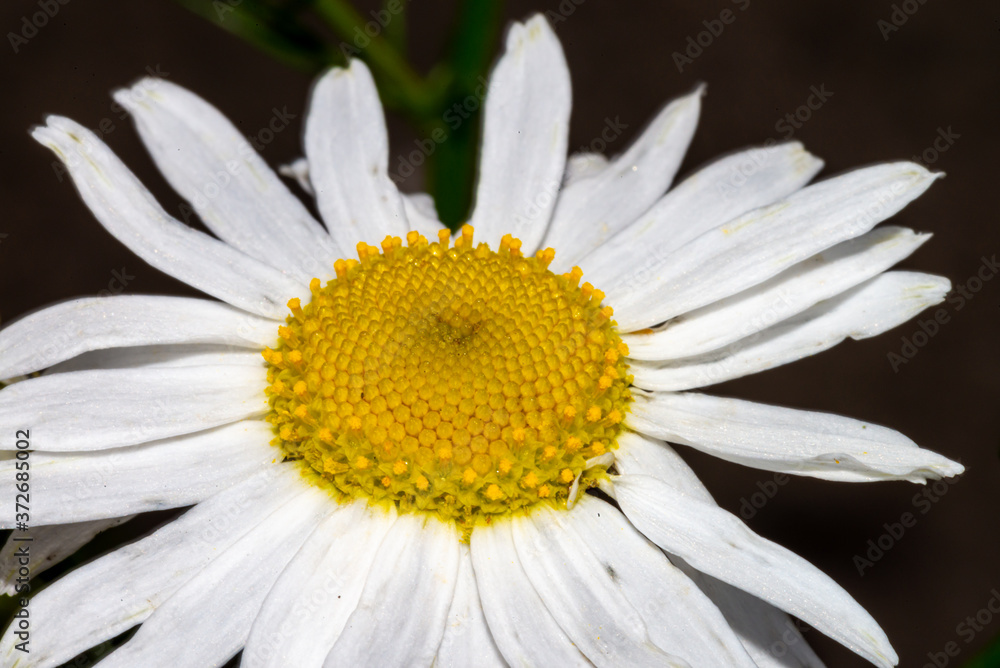 Obraz premium daisy flower macro