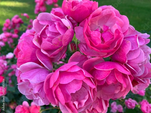 Pink and soft bush roses