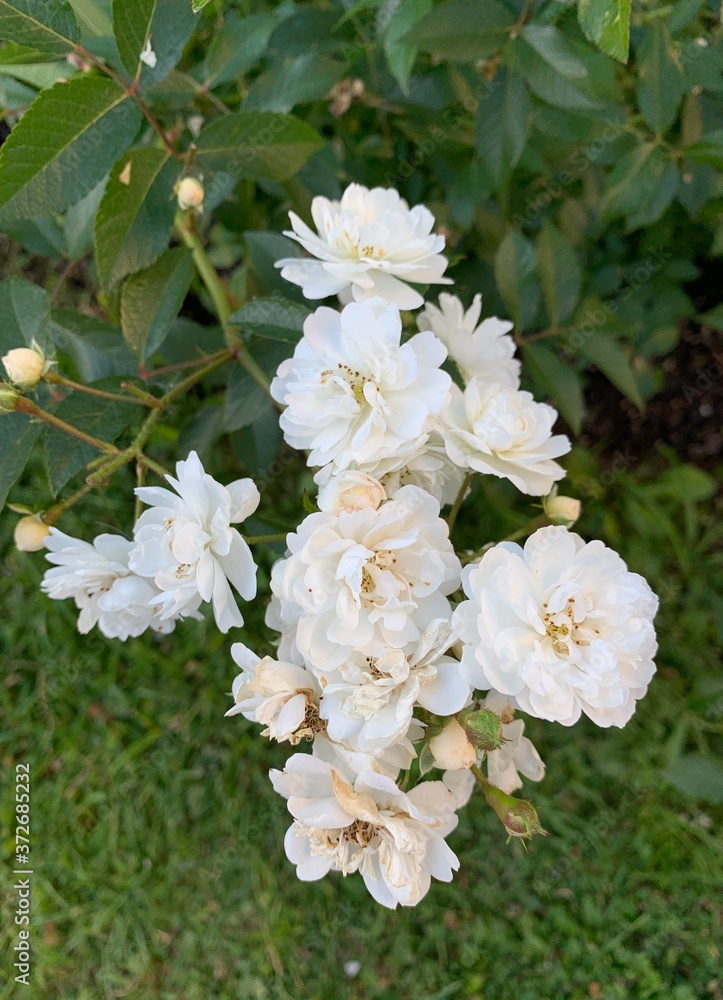 White and soft bush roses White and soft bush roses