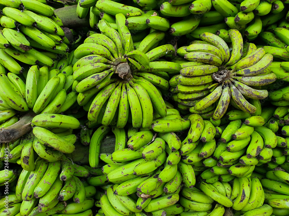 Green bananas - fresh raw green asian big bananas collected to transport in South Asia