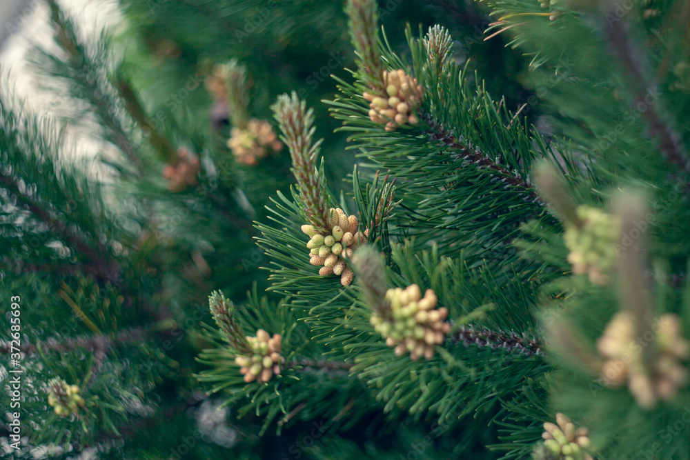 Young pine shoots and cones close up. Natural background texture. Selective focus blur