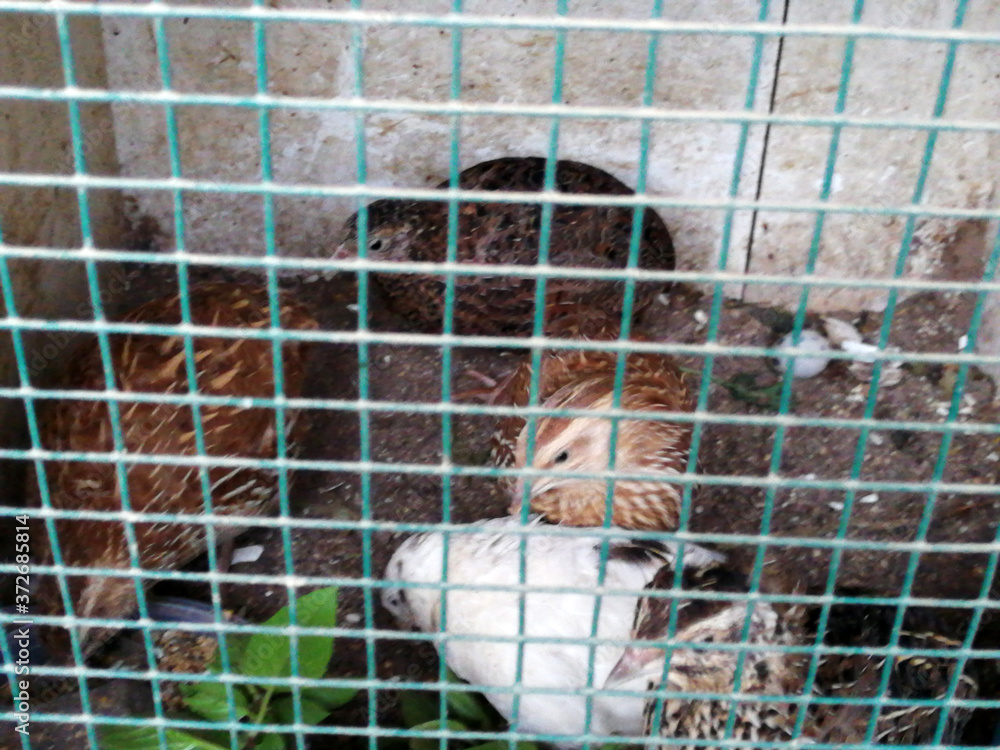 Obraz premium cute birds standing in the cage