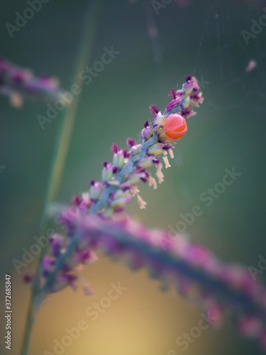 Ladybug crawling on flower