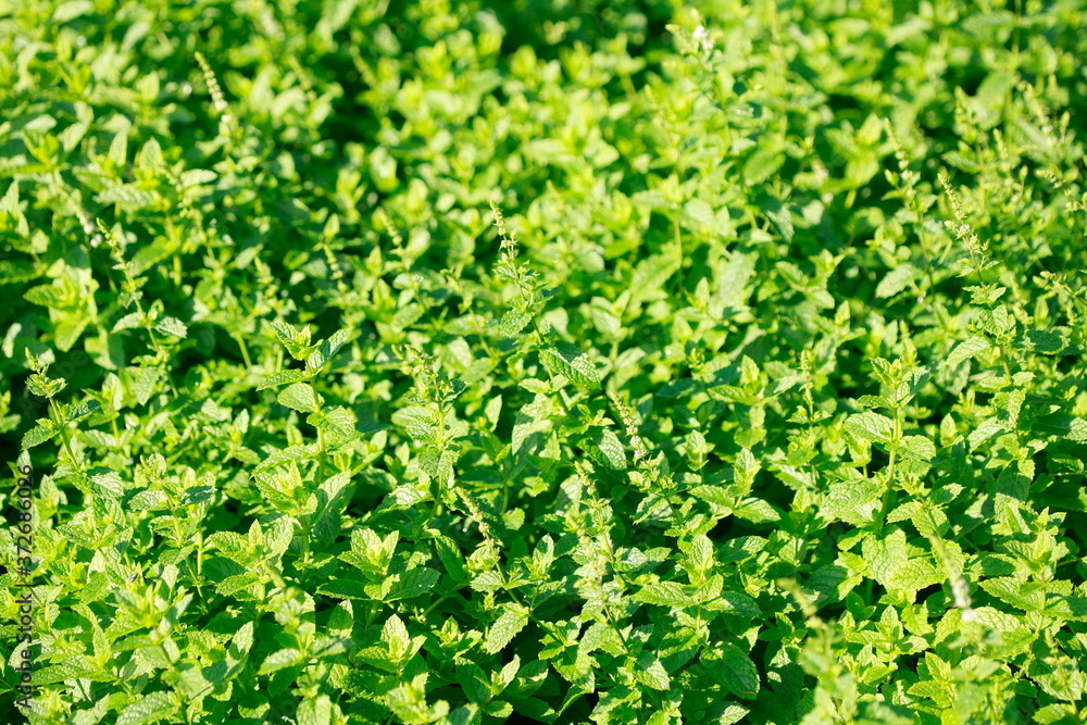 Obraz premium Pfefferminze (Mentha piperita) Blätter, Deutschland, Europa