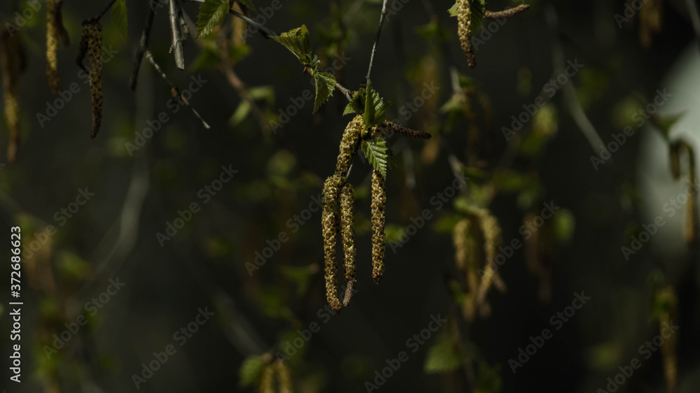 Fototapeta premium birch leaves in the garden in april spring warm day