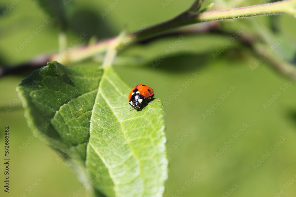 Ladybug closeup Ladybug closeup