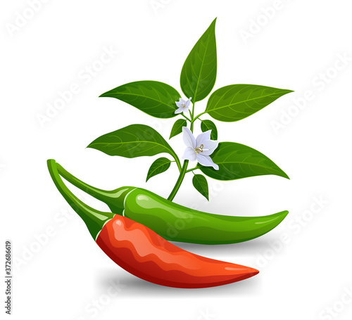 Thai paprika red and green fresh with leaves and chili flower realistic design, isolated on white background, Eps 10 vector illustration