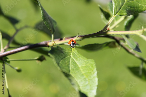 Ladybug1 photo