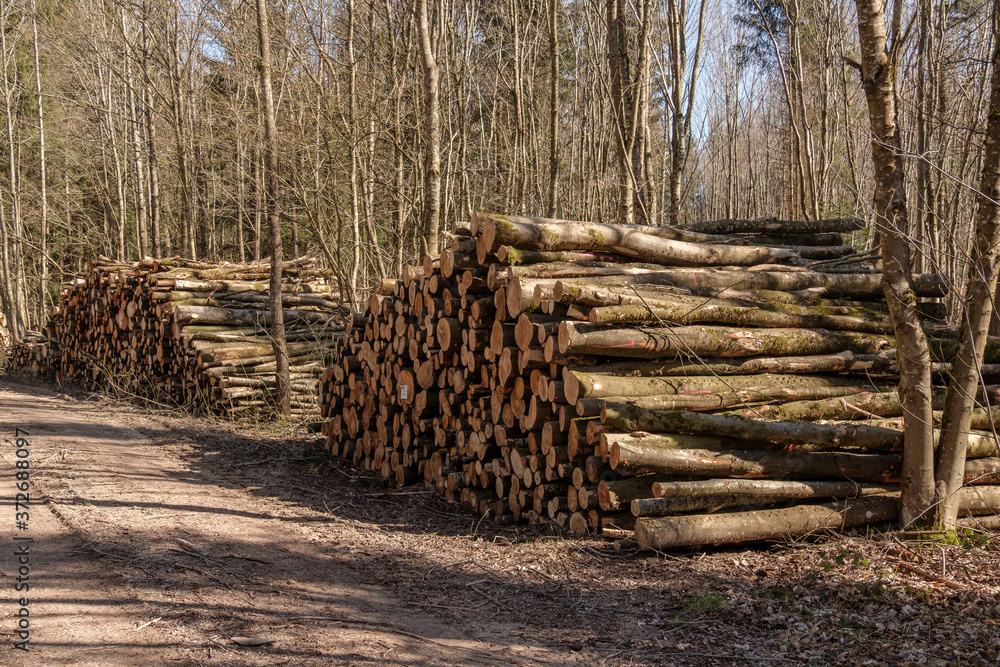 Zwei grosse Haufen mit aufgestapelten Baumstämmen / Holz am Rand von einem Waldweg (Holzwirtschaft / Forstwirtschaft)